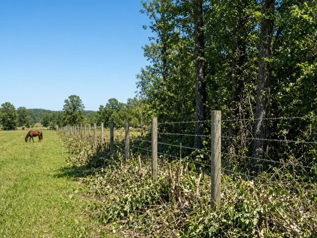 Overgrown fence row along a pasture (stock image)